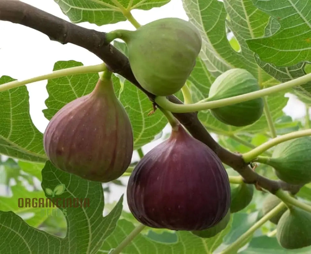 Dwarf Fig Fruit Seeds - Exotic Gardening Variety For Small Spaces | Planting Instructions Included