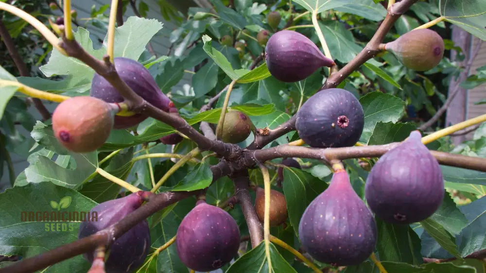 Dwarf Fig Fruit Seeds - Exotic Gardening Variety For Small Spaces | Planting Instructions Included