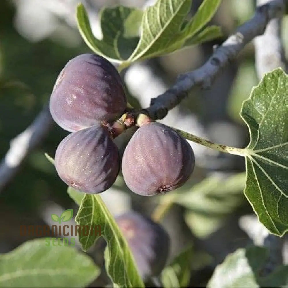 Dwarf Fig Fruit Seeds - Exotic Gardening Variety For Small Spaces | Planting Instructions Included