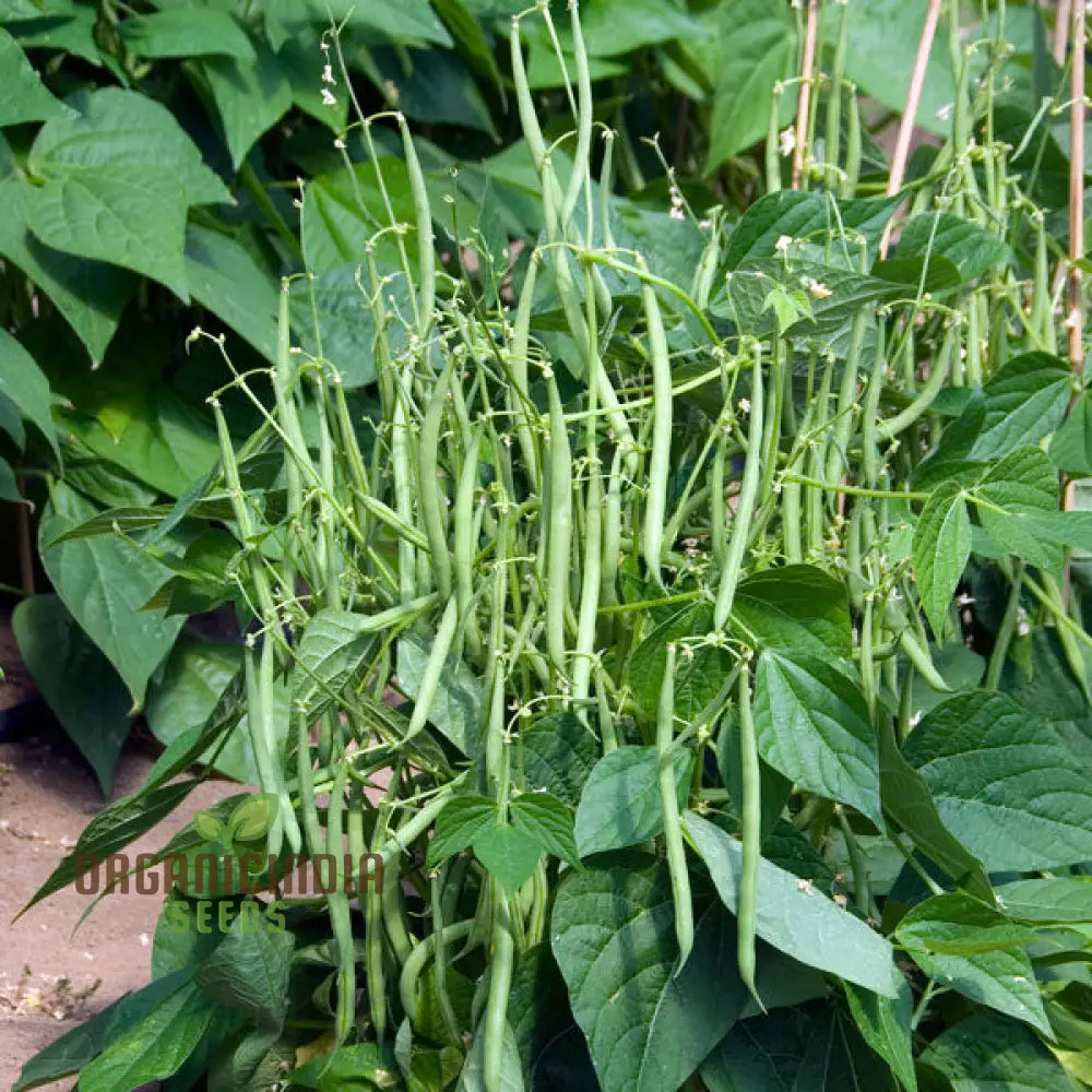 Dwarf French Bean Dior Vegetable Seeds For Planting Easy-To-Grow Perfect Home Gardening