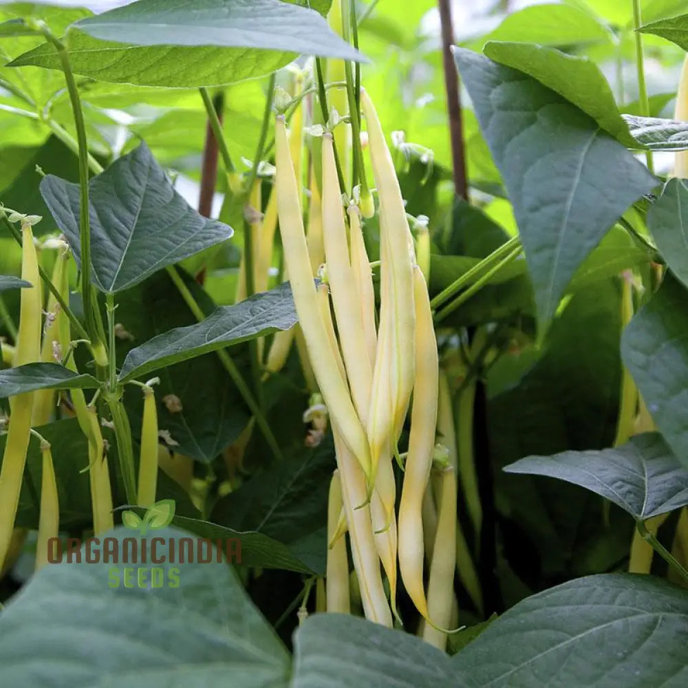 Dwarf French Bean Dior Vegetable Seeds For Planting Easy-To-Grow Perfect Home Gardening