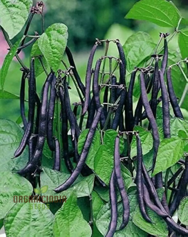 Dwarf French Bean Purple Teepee Seeds For Planting Easy-To-Grow Vegetable Perfect Home Gardens