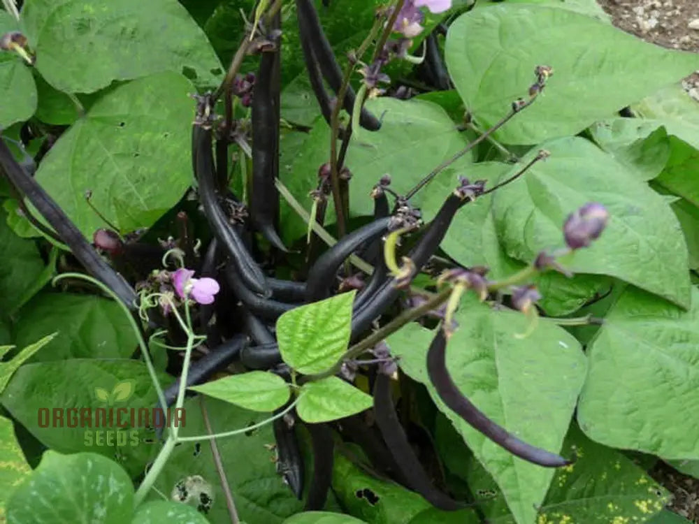 Dwarf French Bean Purple Teepee Seeds For Planting Easy-To-Grow Vegetable Perfect Home Gardens