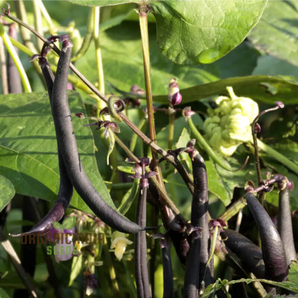 Dwarf French Bean Purple Teepee Seeds For Planting Easy-To-Grow Vegetable Perfect Home Gardens