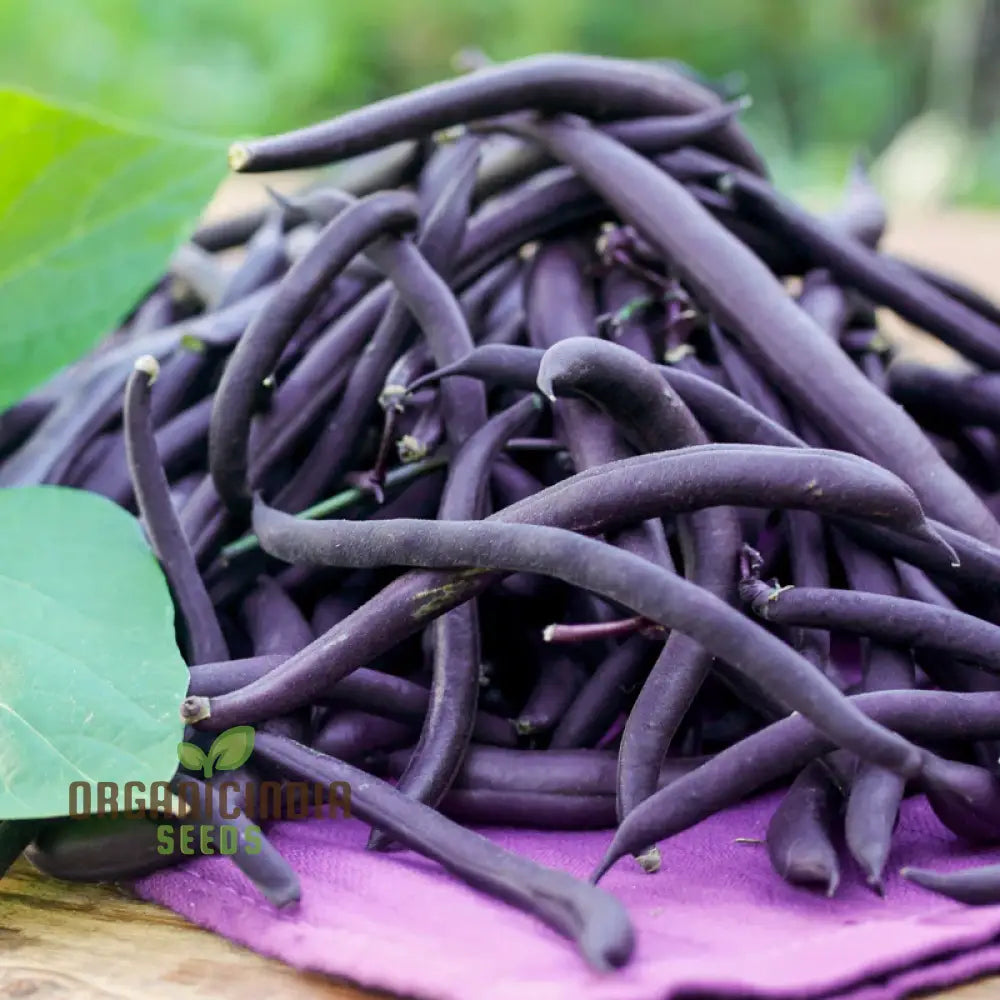 Dwarf French Bean Purple Teepee Seeds For Planting Easy-To-Grow Vegetable Perfect Home Gardens