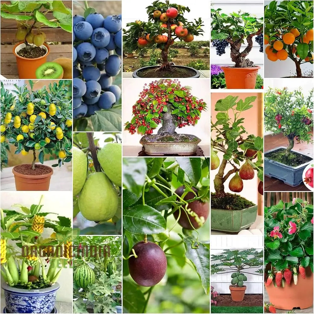 Dwarf Fruit Seeds For Planting Combo Pack 15 Varieties 10 + Each - Comprehensive Gardening Guide