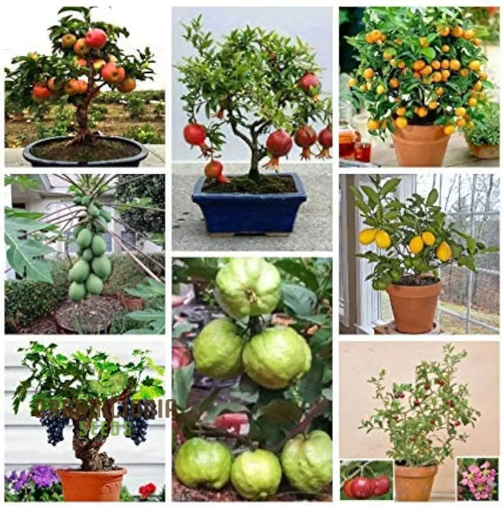 Dwarf Fruit Seeds For Planting Combo Pack 15 Varieties 10 + Each - Comprehensive Gardening Guide