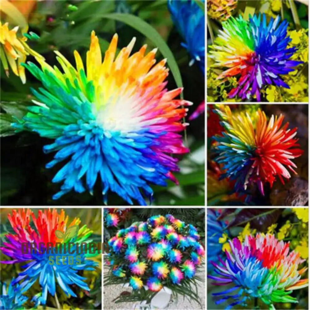 Dwarf Rainbow Rare Chrysanthemum Flower Seeds Pack (10 Seeds) - Premium Gardening For Colorful