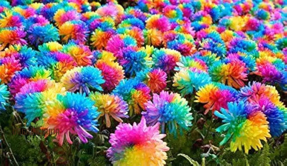 Dwarf Rainbow Rare Chrysanthemum Flower Seeds Pack (10 Seeds) - Premium Gardening For Colorful