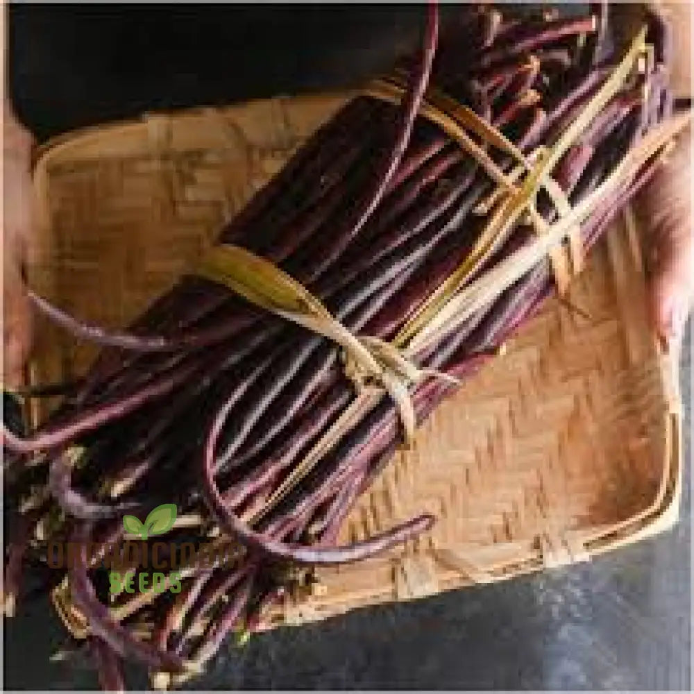 Dwarf Snake Bean Burgundy (Long Bean) Seeds - Premium Quality For Your Gardening Needs