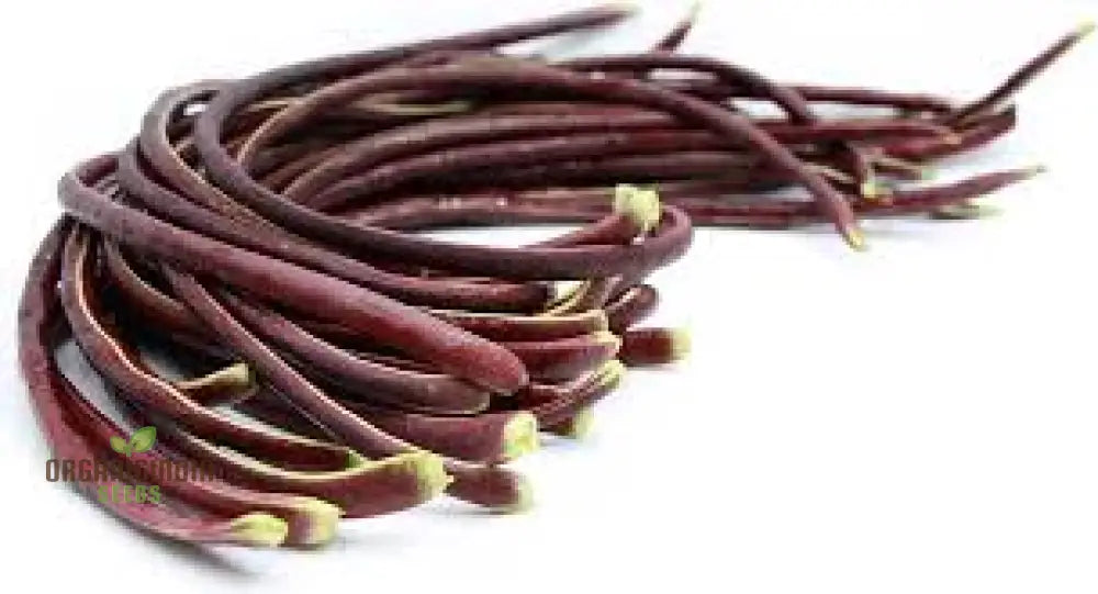 Dwarf Snake Bean Burgundy (Long Bean) Seeds - Premium Quality For Your Gardening Needs