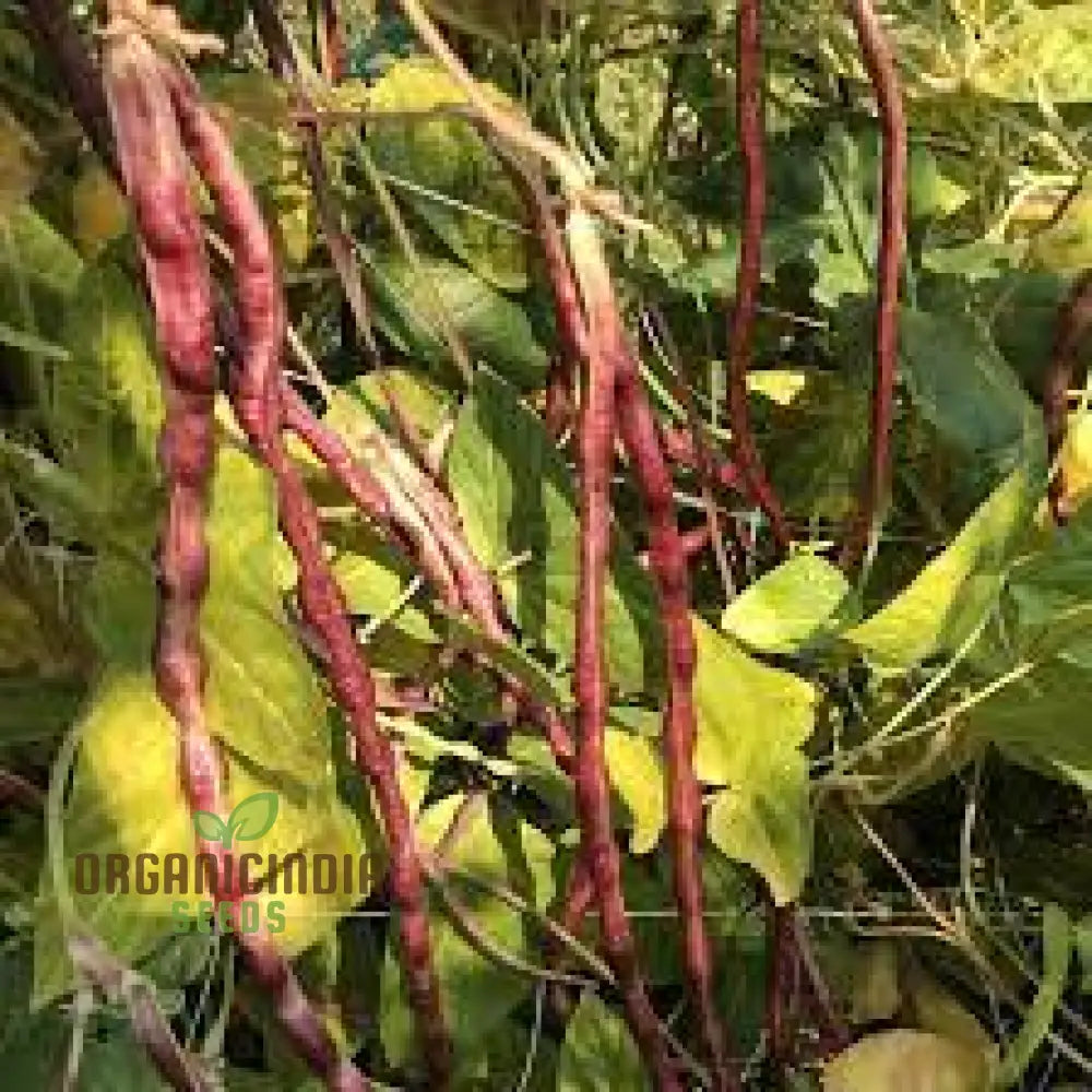 Dwarf Snake Bean Burgundy (Long Bean) Seeds - Premium Quality For Your Gardening Needs