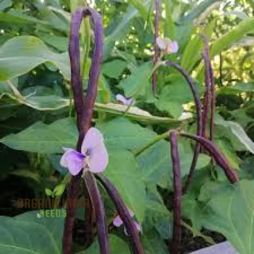 Dwarf Snake Bean Burgundy (Long Bean) Seeds - Premium Quality For Your Gardening Needs