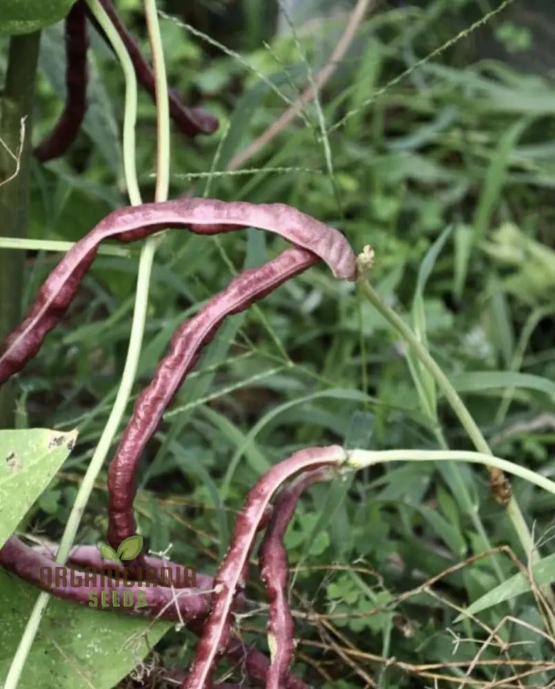 Dwarf Snake Bean Burgundy (Long Bean) Seeds - Premium Quality For Your Gardening Needs