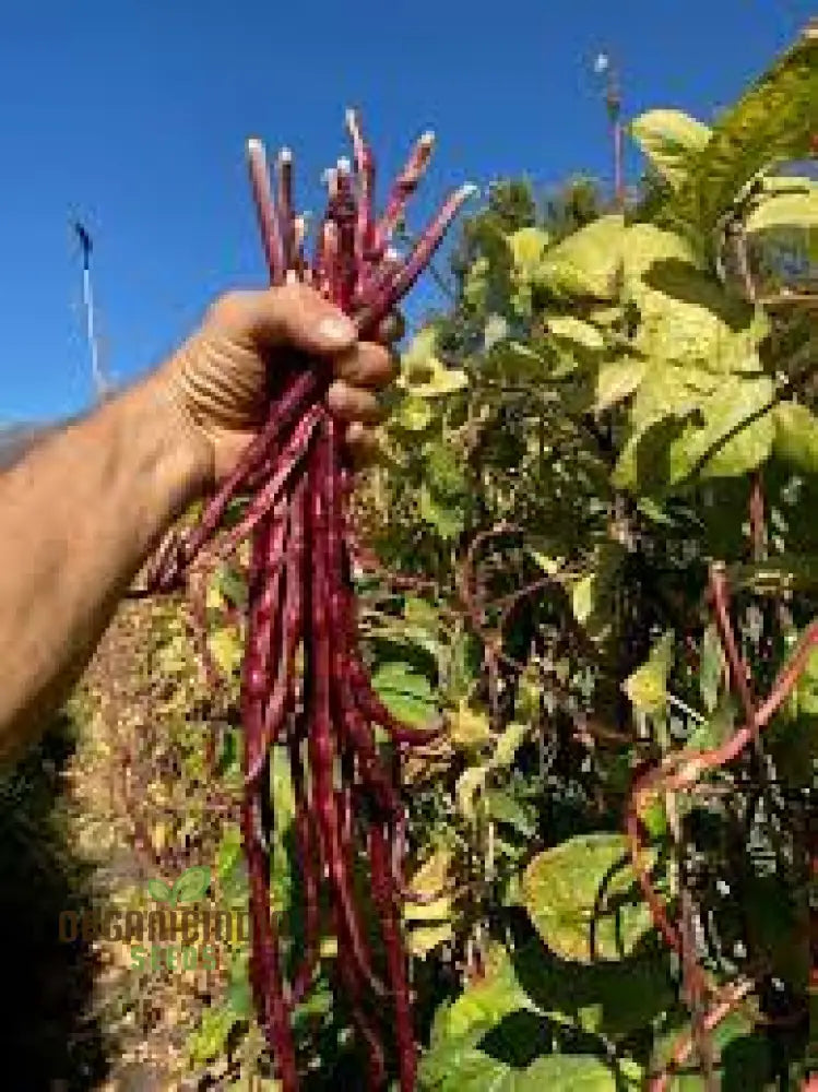 Dwarf Snake Bean Burgundy (Long Bean) Seeds - Premium Quality For Your Gardening Needs