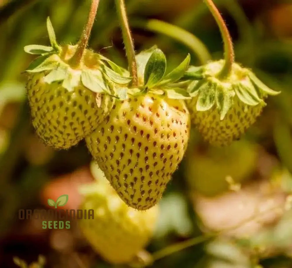 Dwarf Strawberry Fruit Seeds For Planting Growing Delicious And Compact Strawberries In Your Garden