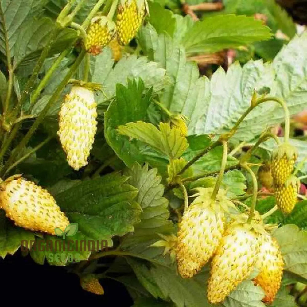 Dwarf Strawberry Fruit Seeds For Planting Growing Delicious And Compact Strawberries In Your Garden