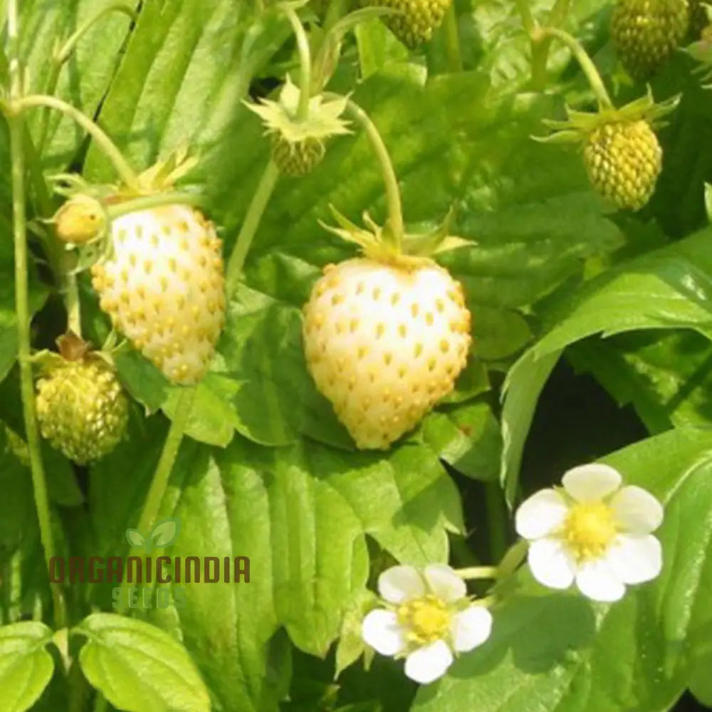 Dwarf Strawberry Fruit Seeds For Planting Growing Delicious And Compact Strawberries In Your Garden