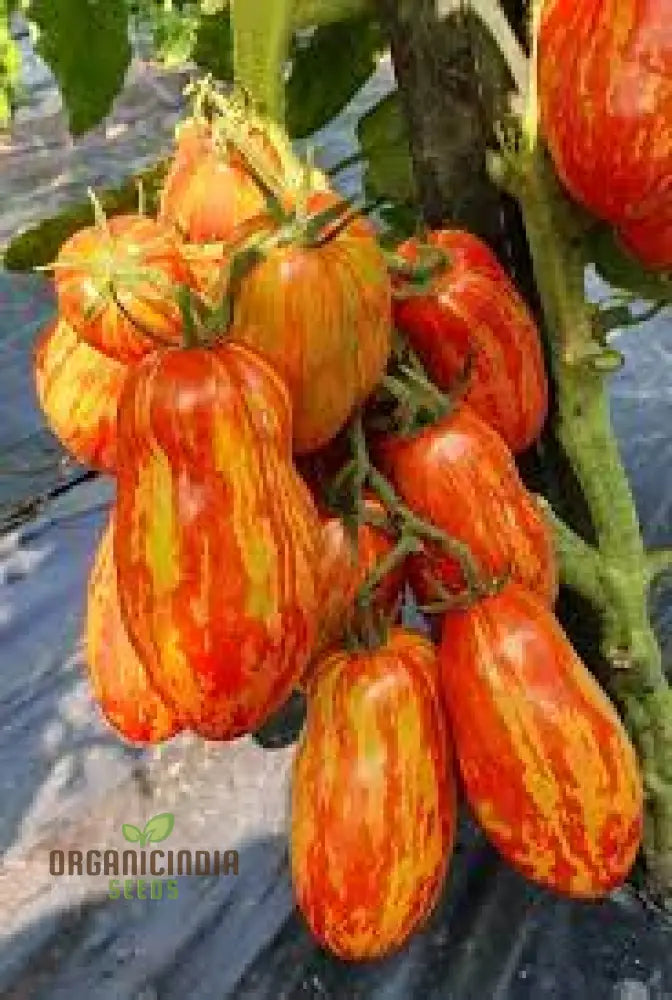 Dwarf Tomato - Pepper Like Stripe Seeds For Exceptional Gardening | Perfect Garden Enthusiasts Grow