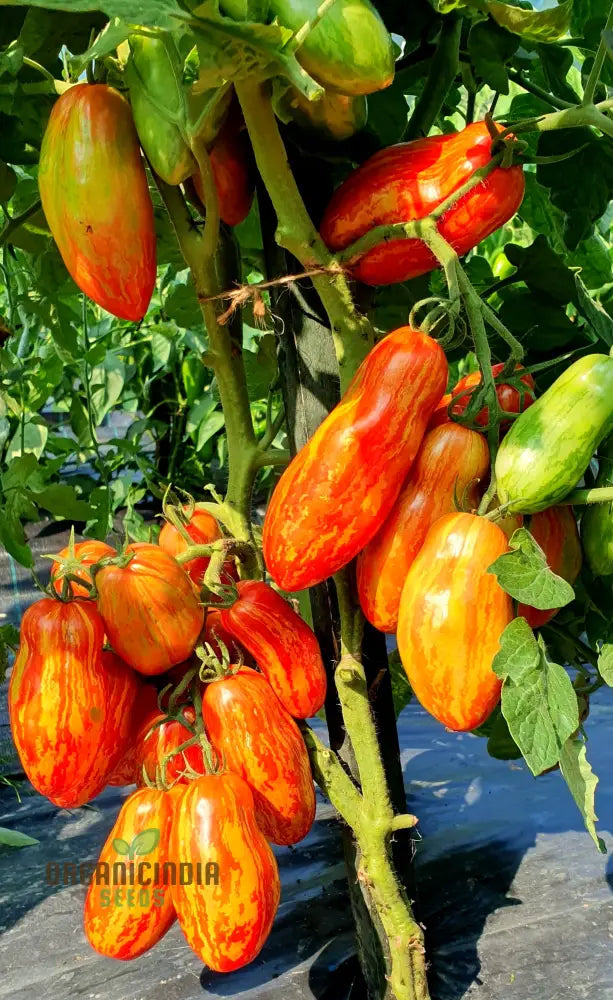 Dwarf Tomato - Pepper Like Stripe Seeds For Exceptional Gardening | Perfect Garden Enthusiasts Grow