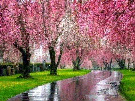 "Pink Willow Weeping Tree Seeds, Planting, 100 pcs" - Plant Seeds