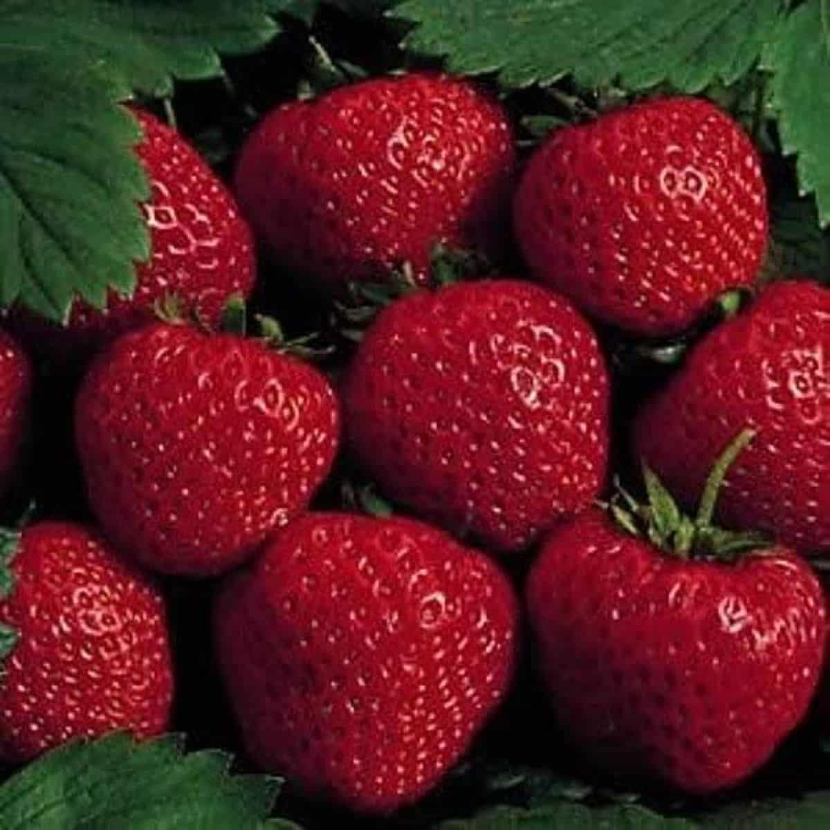 Earliglow Strawberry Seeds for Planting – Sweet, Early Harvest Berries