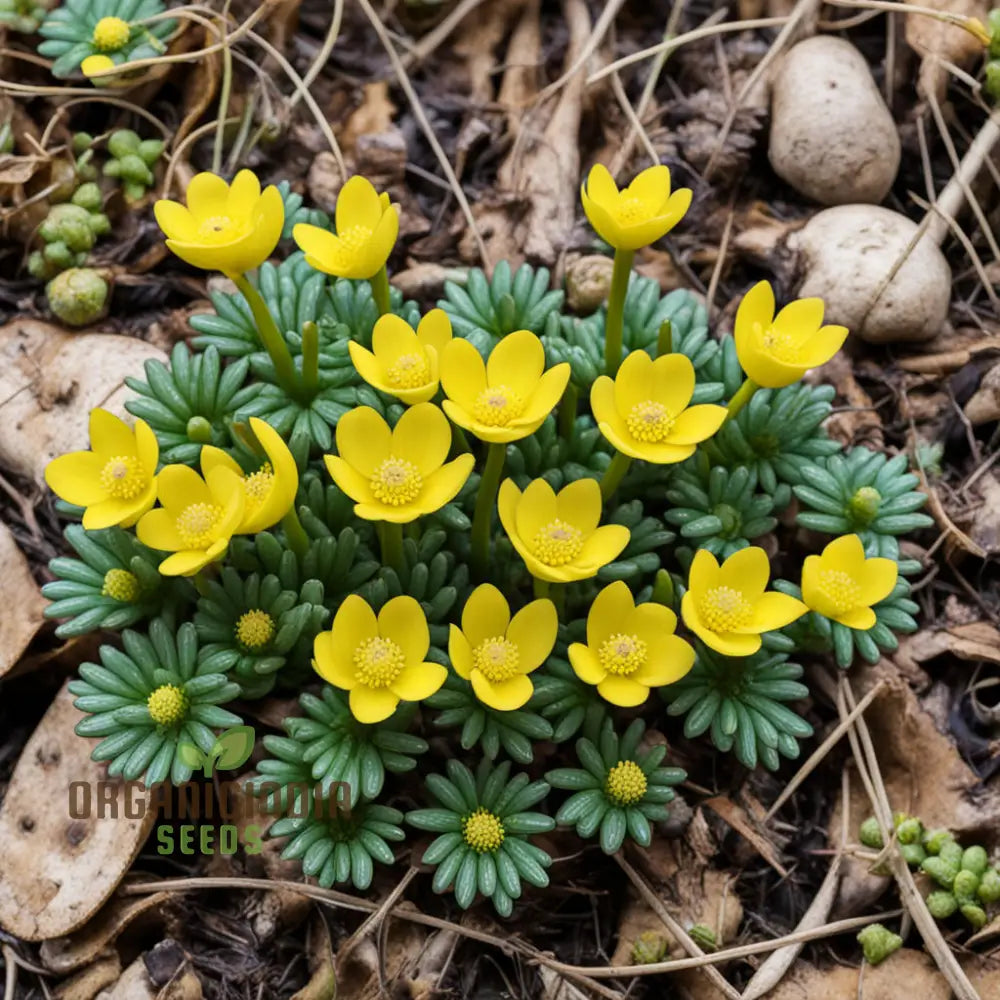 Early Bloomer Delight Eranthis Hyemalis Flower Seeds For Brightening Your Garden With Premium