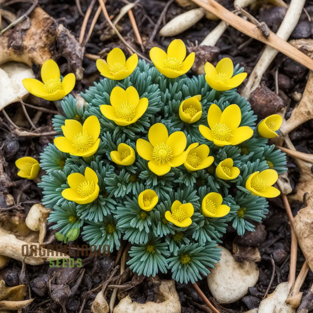 Early Bloomer Delight Eranthis Hyemalis Flower Seeds For Brightening Your Garden With Premium