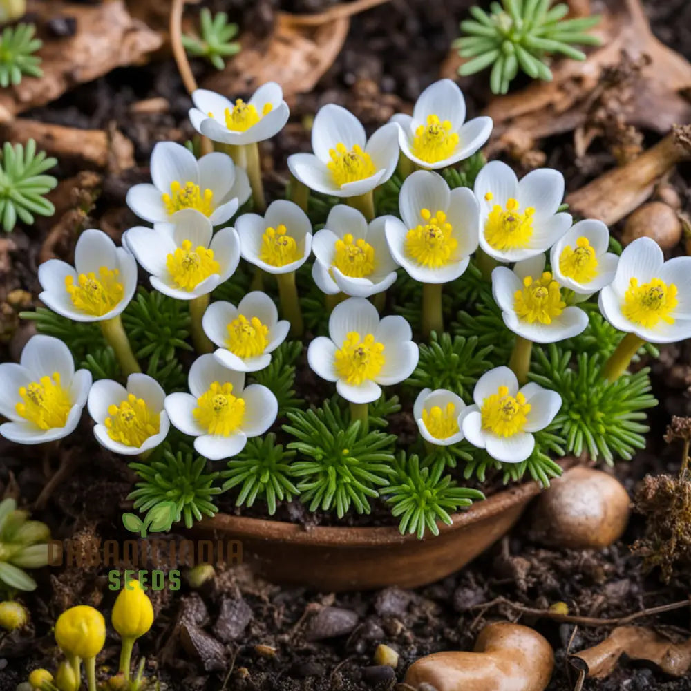 Early Bloomer Delight Eranthis Hyemalis Flower Seeds For Brightening Your Garden With Premium