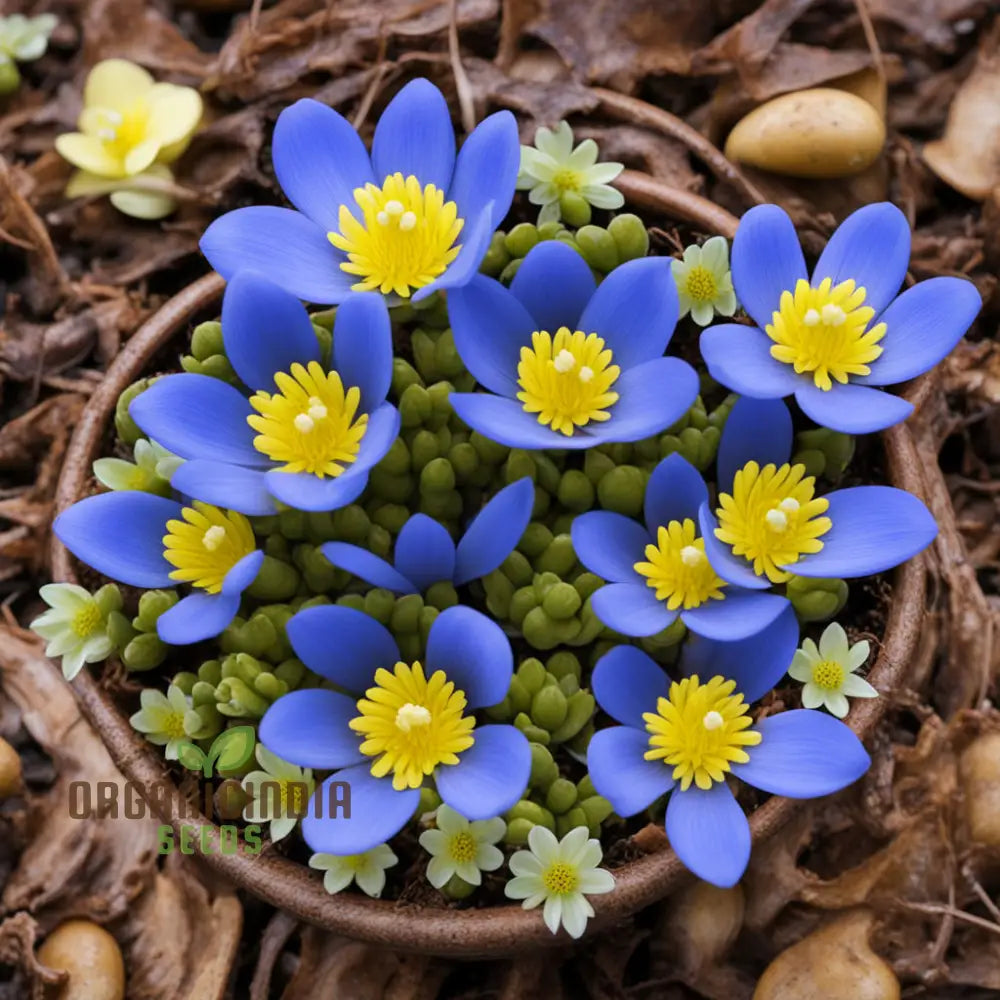 Early Bloomer Delight Eranthis Hyemalis Flower Seeds For Brightening Your Garden With Premium