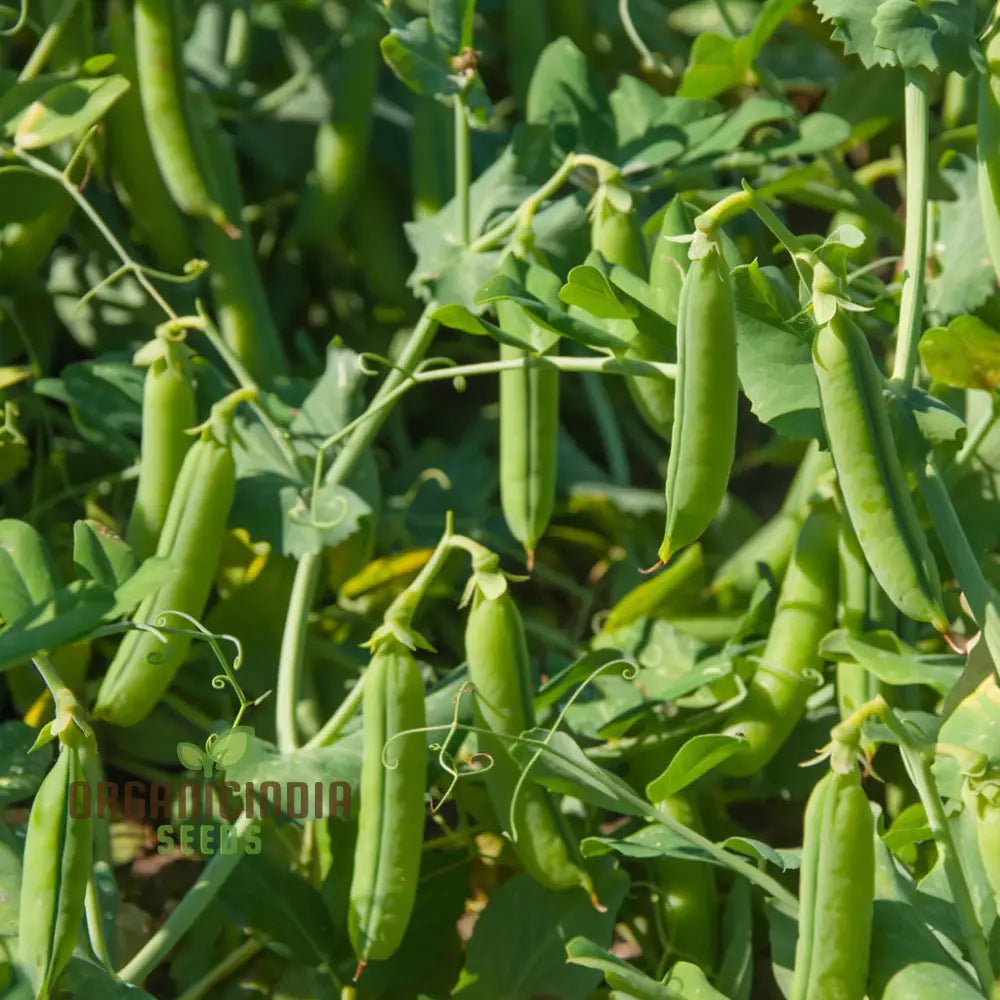 Early Onward Pea Seeds Heirloom Garden Vegetable For Harvest Ideal Home Gardening |