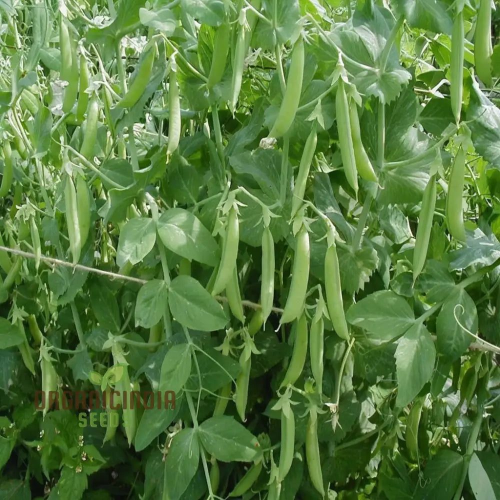 Early Onward Pea Seeds Heirloom Garden Vegetable For Harvest Ideal Home Gardening |