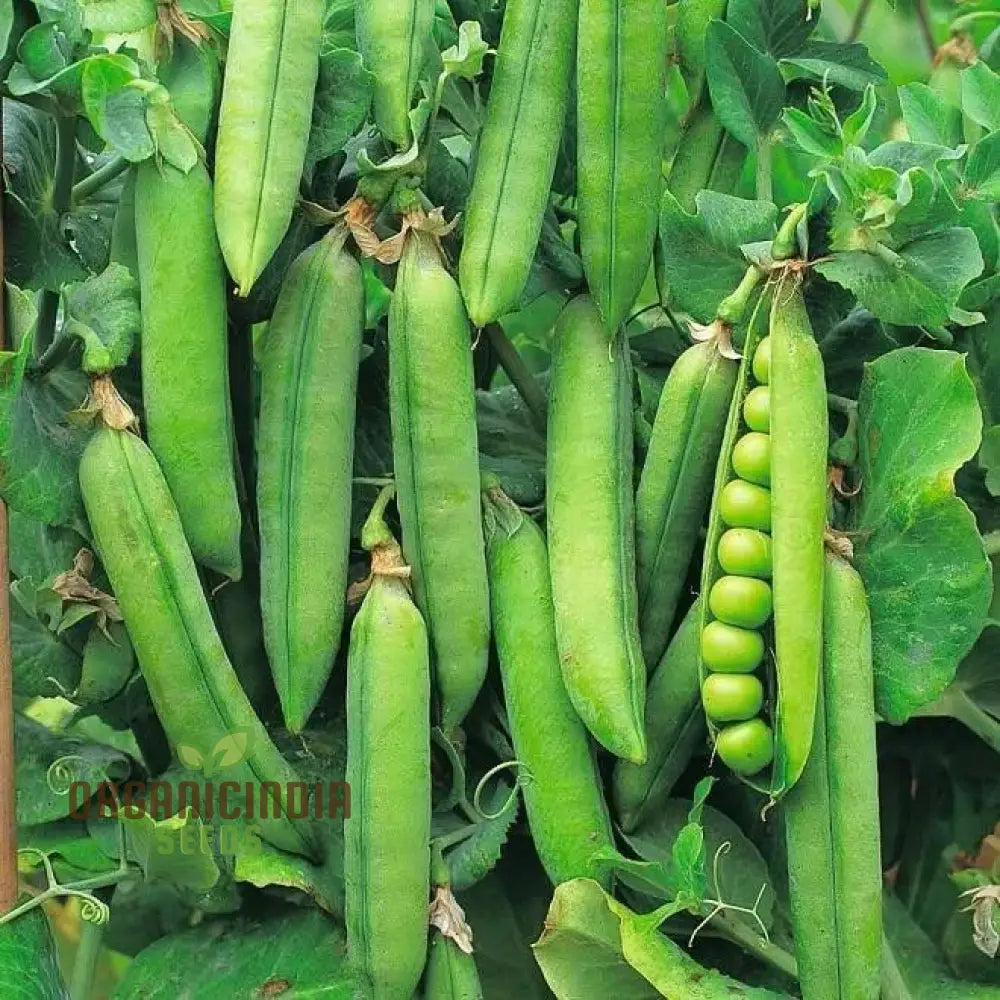 Early Onward Pea Seeds Heirloom Garden Vegetable For Harvest Ideal Home Gardening |