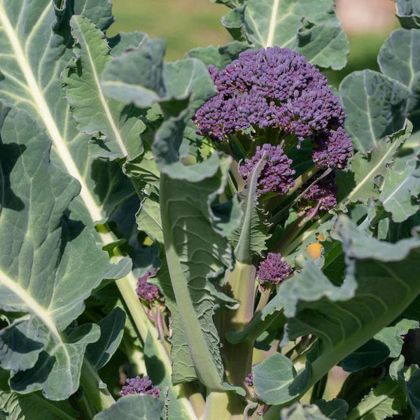 Early Purple Broccoli Seeds for Planting – 100 pcs - Vegetable Seeds