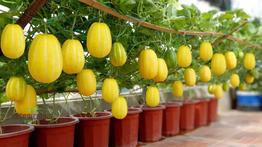 Early Silver Line Melon Seeds For Planting - Exceptional Gardening Delight For Your Summer Harvest