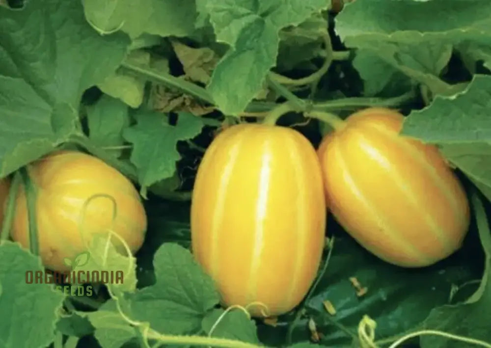 Early Silver Line Melon Seeds For Planting - Exceptional Gardening Delight For Your Summer Harvest