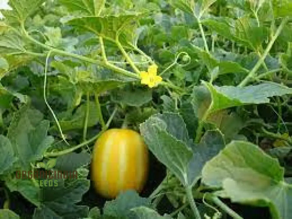 Early Silver Line Melon Seeds For Planting - Exceptional Gardening Delight For Your Summer Harvest