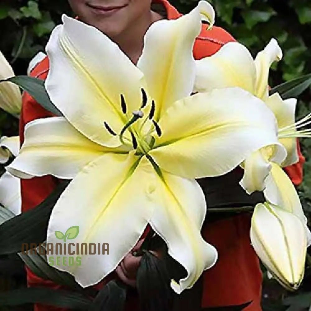 Earth-Cent Crisantamo Flower Seeds For Planting - 100 Pcs Seeds