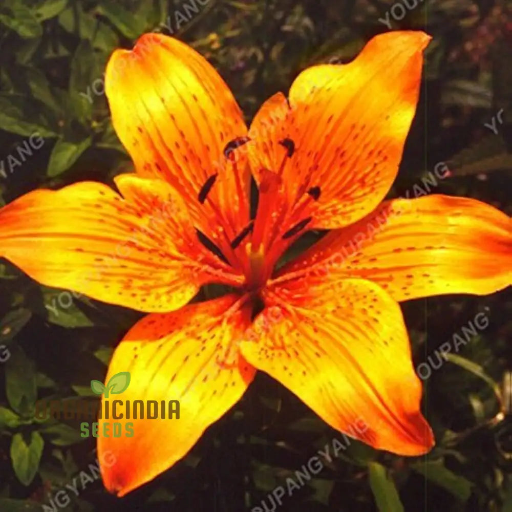 Earth-Cent Crisantamo Flower Seeds For Planting - 100 Pcs Seeds