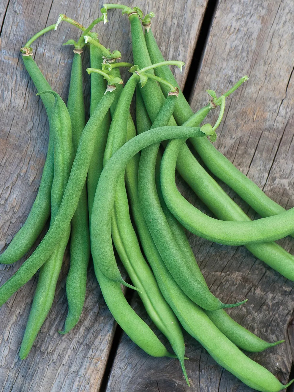 "White Half Runner Green Bean Seeds, Planting - 100 pcs" - Vegetable Seeds