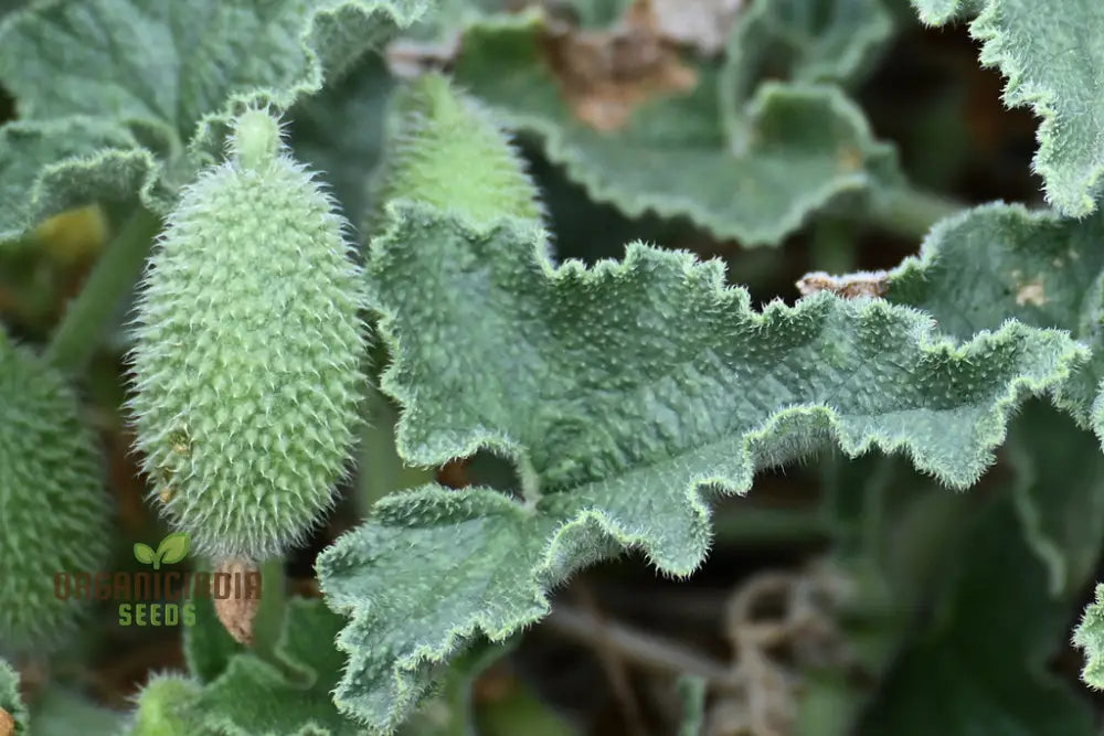 Ecballium Elaterium (Squirting Cucumber) Fruit Seeds For Planting Tips And Gardening Insights