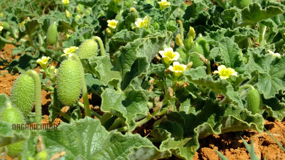 Ecballium Elaterium (Squirting Cucumber) Fruit Seeds For Planting Tips And Gardening Insights