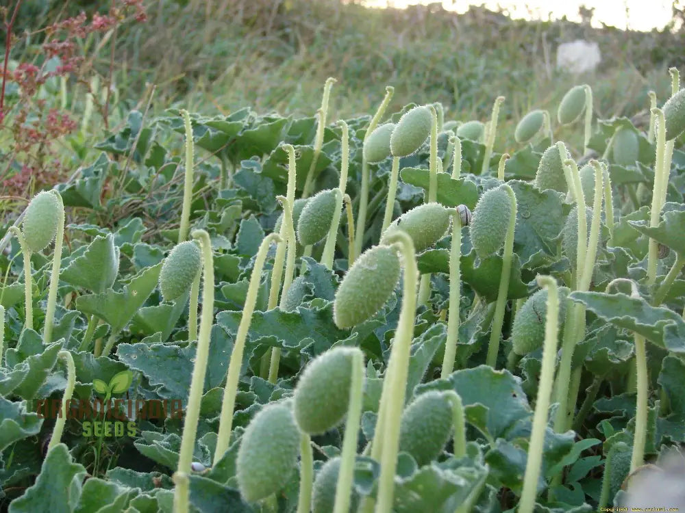 Ecballium Elaterium (Squirting Cucumber) Fruit Seeds For Planting Tips And Gardening Insights