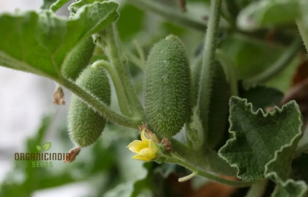 Ecballium Elaterium (Squirting Cucumber) Fruit Seeds For Planting Tips And Gardening Insights