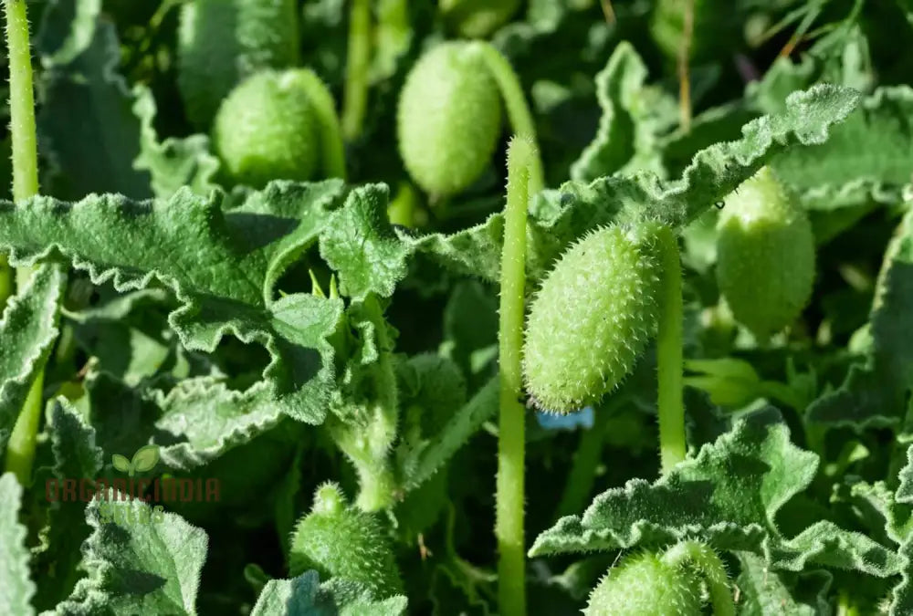 Ecballium Elaterium (Squirting Cucumber) Fruit Seeds For Planting Tips And Gardening Insights