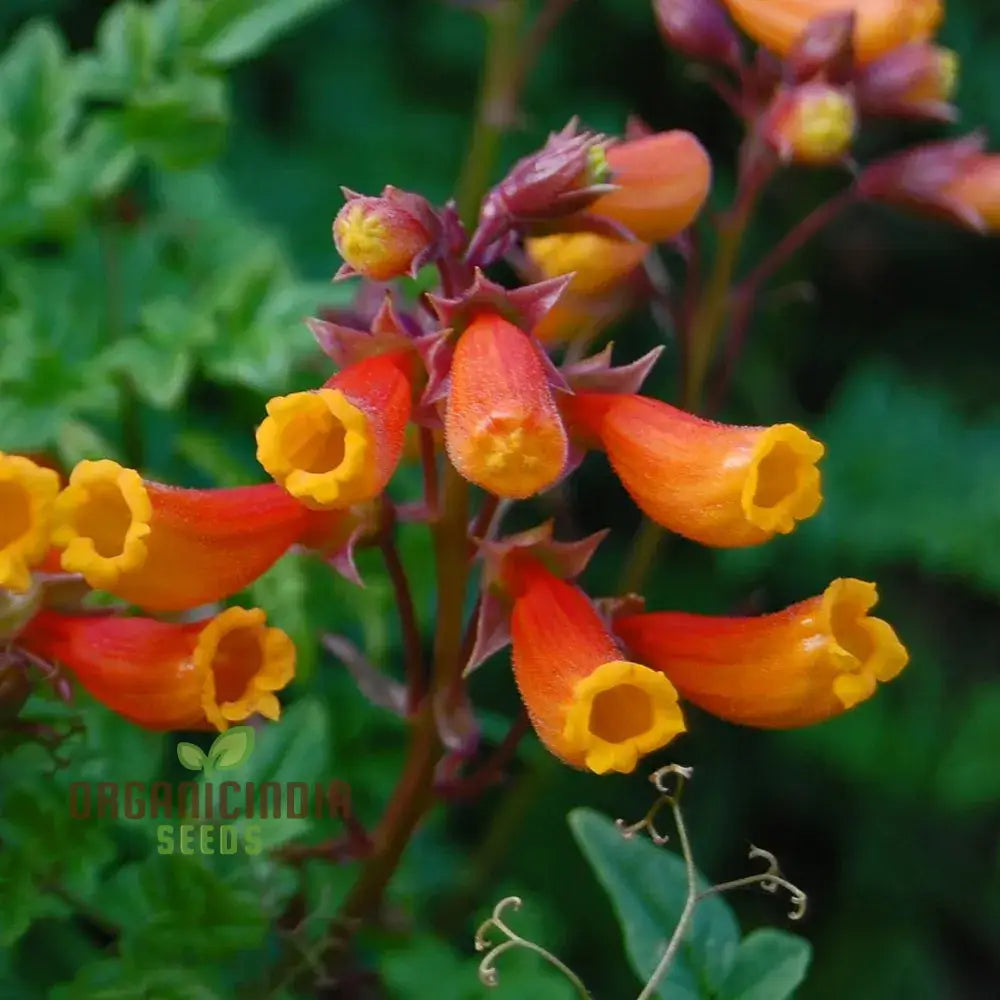 Eccremocarpus Scaber â€™Blood Redâ€™ Flower Seeds Vibrant Blossoms For Your Garden