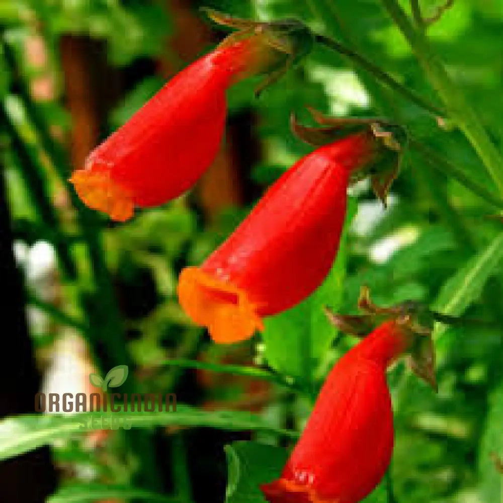 Eccremocarpus Scaber ’Blood Red’ Flower Seeds Vibrant Blossoms For Your Garden