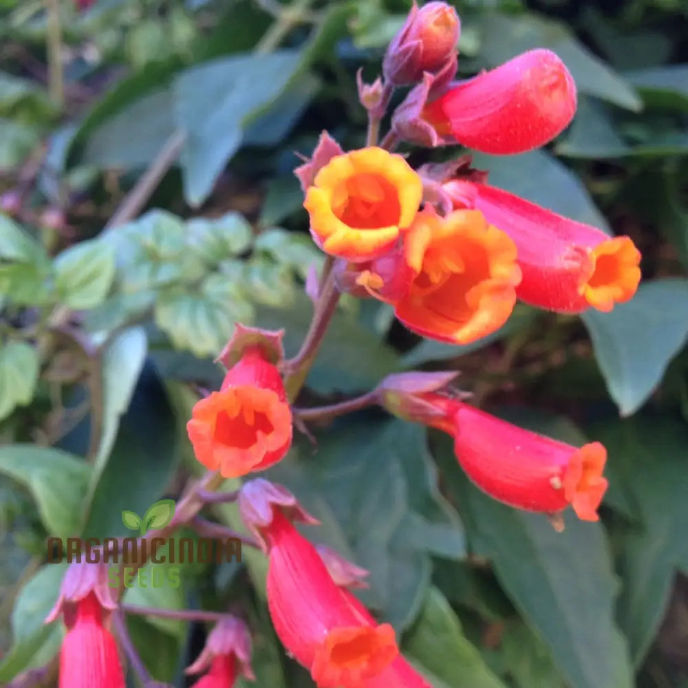 Eccremocarpus Scaber â€™Blood Redâ€™ Flower Seeds Vibrant Blossoms For Your Garden