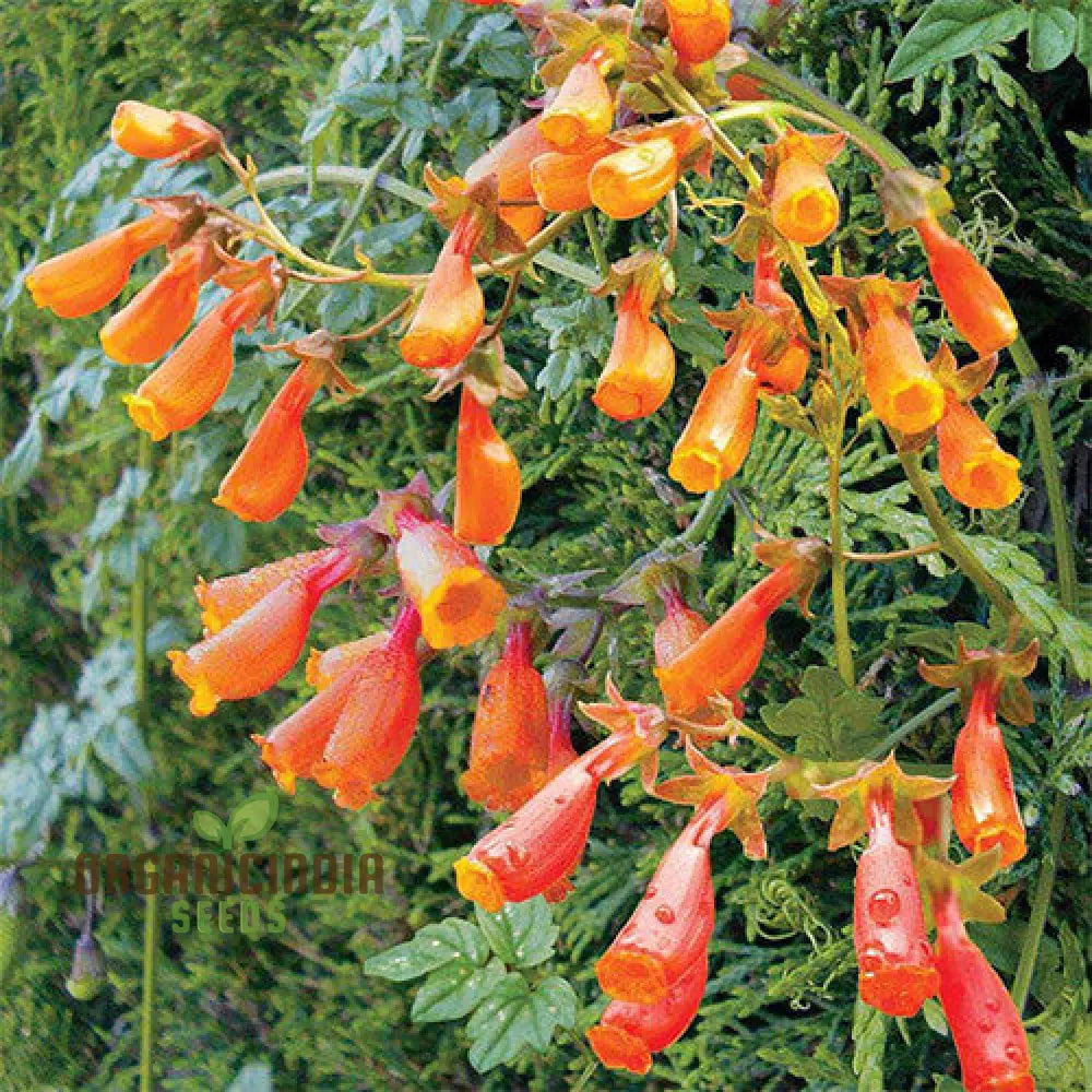 Eccremocarpus Scaber ’Flame Colours’ Flower Seeds Igniting Your Garden With Vibrant Hues