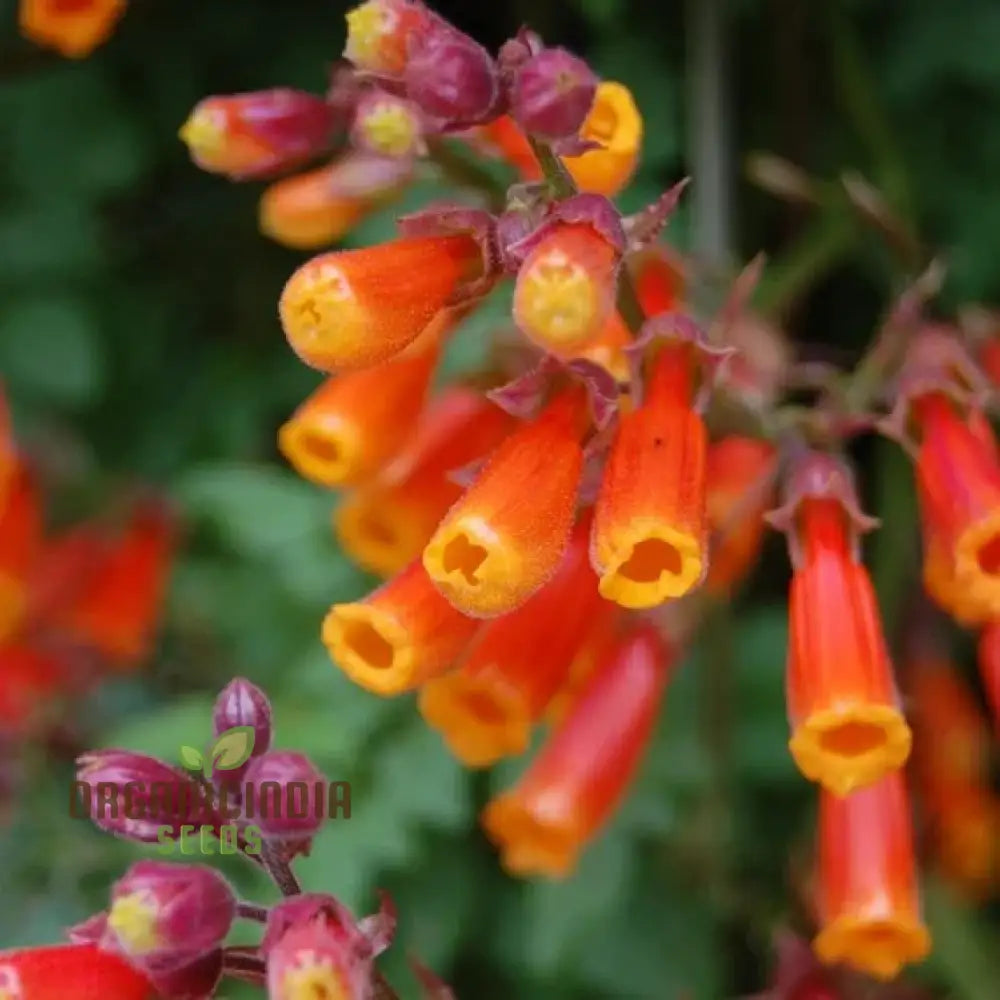 Eccremocarpus Scaber ’Flame Colours’ Flower Seeds Igniting Your Garden With Vibrant Hues